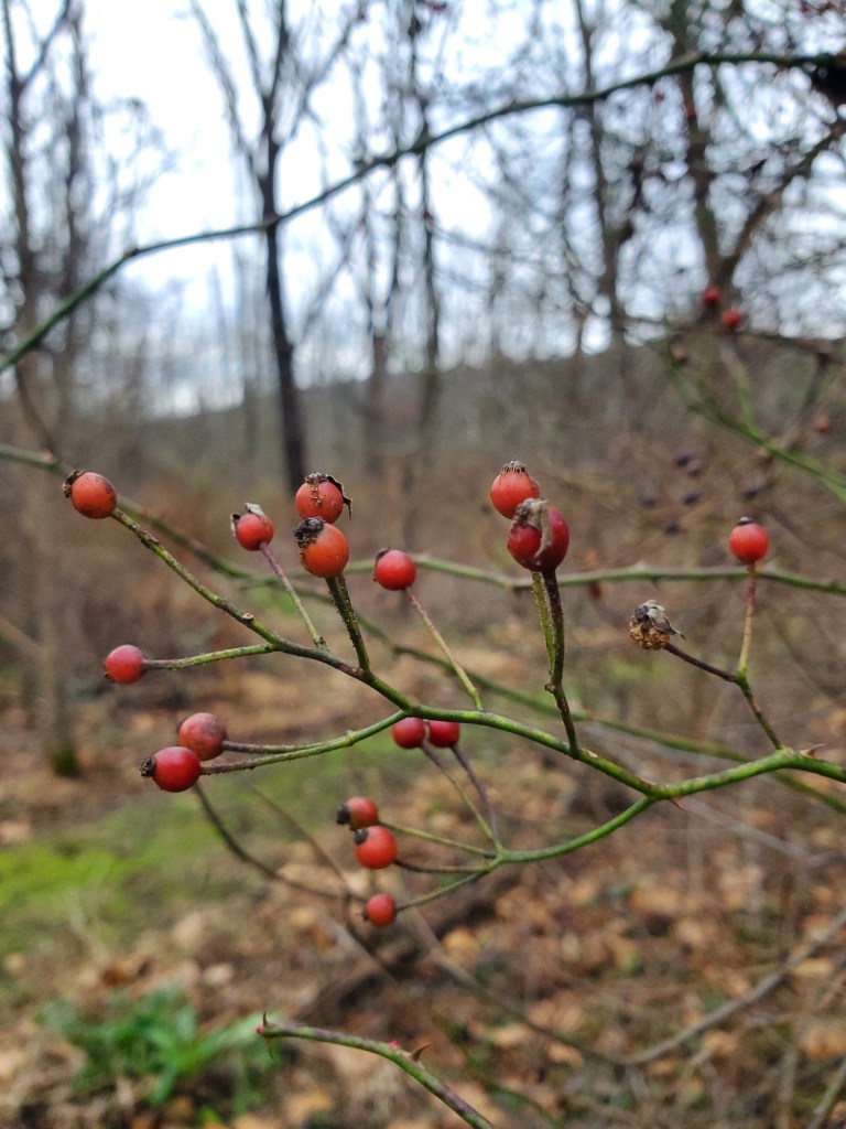 A photograph of red berries on green branches in the woods.