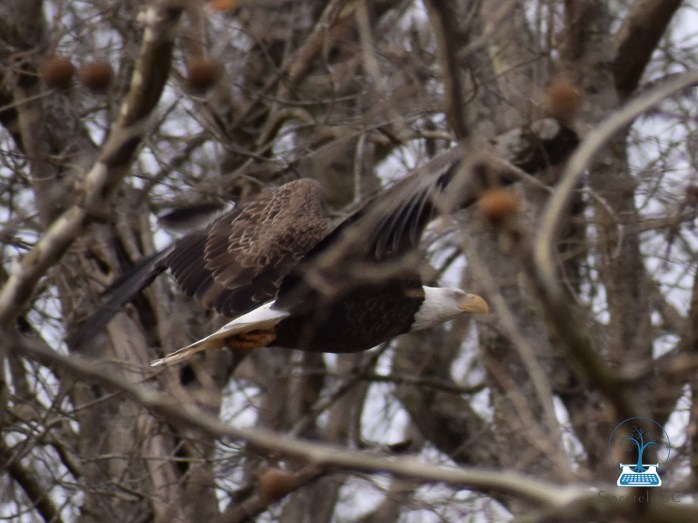 A male bald eagle with wings spread out, flying through tree branches.